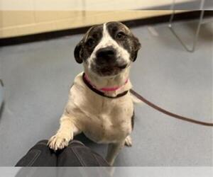 American Pit Bull Terrier-Labrador Retriever Mix Dogs for adoption in Denver, CO, USA
