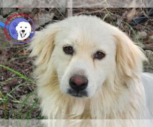 Great Pyrenees Dogs for adoption in Spring, TX, USA