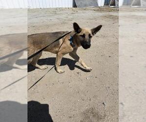 German Shepherd Dog Dogs for adoption in Bakersfield, CA, USA