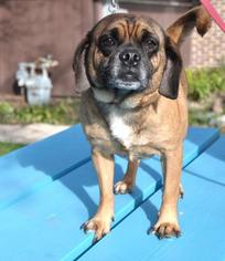 Puggle Dogs for adoption in Northbrook, IL, USA