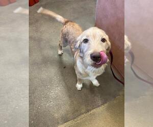 Labradoodle Dogs for adoption in Sacramento, CA, USA