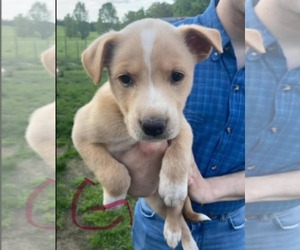 Poodle (Standard)-Unknown Mix Dogs for adoption in SHERBURNE, NY, USA