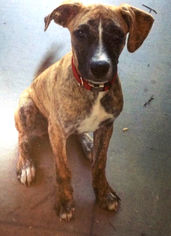Boxer-German Shepherd Dog Mix Dogs for adoption in Phoenix, AZ, USA