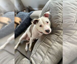 American Pit Bull Terrier-Labrador Retriever Mix Dogs for adoption in Brewster, NY, USA