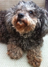 Poodle (Miniature) Dogs for adoption in Simi Valley, CA, USA