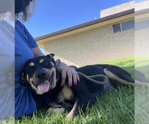 German Shepherd Dog-Unknown Mix Dogs for adoption in Camarillo, CA, USA