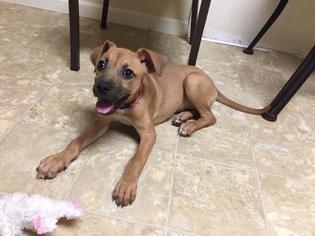 Small Boxer-Staffordshire Bull Terrier Mix