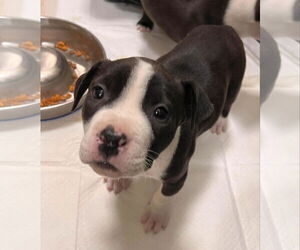 American Pit Bull Terrier-Unknown Mix Dogs for adoption in Webster, WI, USA