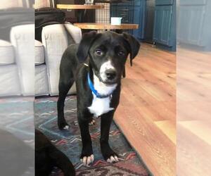 Borador Dogs for adoption in Evergreen, CO, USA