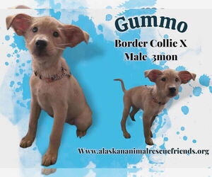 Border Collie-Unknown Mix Dogs for adoption in Anchorage, AK, USA