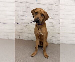 Redbone Coonhound Dogs for adoption in San Bernardino, CA, USA