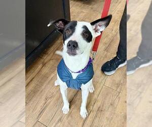 Treeing Walker Coonhound-Unknown Mix Dogs for adoption in Boston, MA, USA