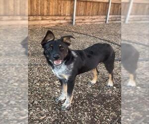 Border Collie-Unknown Mix Dogs for adoption in Plano, TX, USA