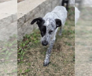 Mutt Dogs for adoption in Temple, TX, USA