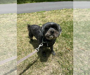Mutt Dogs for adoption in Candler, NC, USA