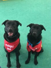 Labrador Retriever Dogs for adoption in Buffalo, MN, USA