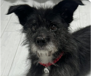 Mutt Dogs for adoption in San Ramon, CA, USA
