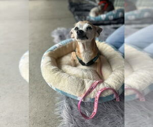 Chihuahua Dogs for adoption in Sequim, WA, USA
