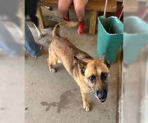 Mutt Dogs for adoption in Pampa, TX, USA