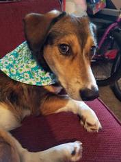 Bagle Hound Dogs for adoption in Rolling Meadows, IL, USA