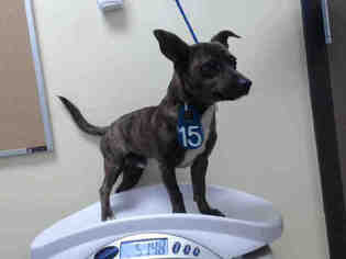 Rat Terrier Dogs for adoption in Houston, TX, USA