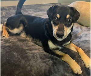 Mutt Dogs for adoption in Newfoundland, PA, USA