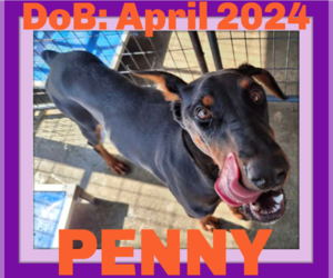 Doberman Pinscher Dogs for adoption in Sebec, ME, USA