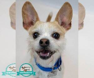 Mutt Dogs for adoption in Kennesaw, GA, USA