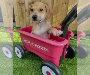 Black Mouth Cur-Labrador Retriever Mix Dogs for adoption in oakland, FL, USA