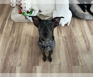 Catahoula Leopard Dog-Unknown Mix Dogs for adoption in Woodbury, NY, USA