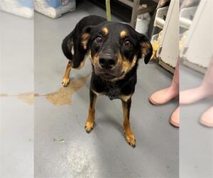 Mutt Dogs for adoption in Peoria, IL, USA