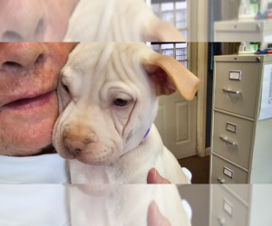 Chinese Shar-Pei-Unknown Mix Dogs for adoption in Evansville, IN, USA