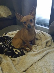 Chihuahua Dogs for adoption in Sparks, NV, USA