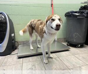Siberian Husky-Unknown Mix Dogs for adoption in Grand Prairie, TX, USA