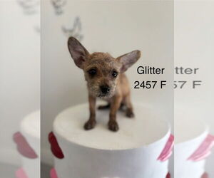 Chihuahua-Unknown Mix Dogs for adoption in Studio City, CA, USA