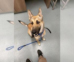 German Shepherd Dog Dogs for adoption in Baytown, TX, USA