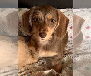 Dachshund Dogs for adoption in Sioux Falls, SD, USA