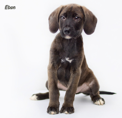 German Shepherd Dog Dogs for adoption in Shamokin, PA, USA