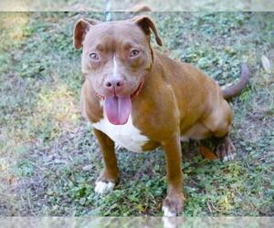 Beagle-Catahoula Leopard Dog Mix Dogs for adoption in Tallahassee, FL, USA
