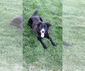 Border Collie-Unknown Mix Dogs for adoption in Salt Lake City, UT, USA