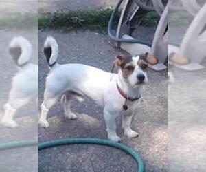 Jack Russell Terrier Dogs for adoption in Lockport, NY, USA
