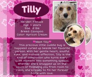 Cavapoo (Miniature) Dogs for adoption in Rancho Cordova, CA, USA