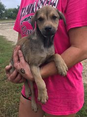 Doxle Dogs for adoption in Von Ormy, TX, USA