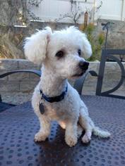 Poodle (Miniature) Dogs for adoption in Imperial Beach, CA, USA
