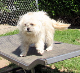 Maltipom Dogs for adoption in Lindsay, CA, USA