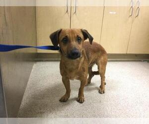 Chihuahua-Unknown Mix Dogs for adoption in Riverside, CA, USA