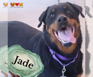 Rottweiler-Unknown Mix Dogs for adoption in Center Township, PA, USA