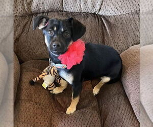 Chiweenie Dogs for adoption in Grafton, WI, USA