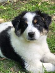 Border-Aussie Dogs for adoption in Fultonham, NY, USA