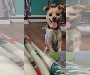 Jack-A-Ranian Dogs for adoption in Benton, PA, USA